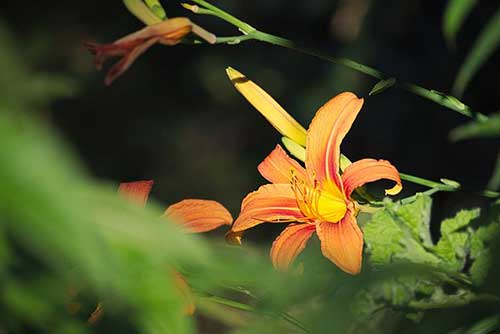 古风求婚经典句子