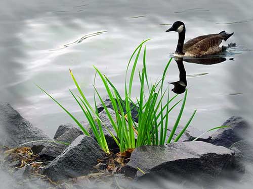 护士工作感悟经典句子