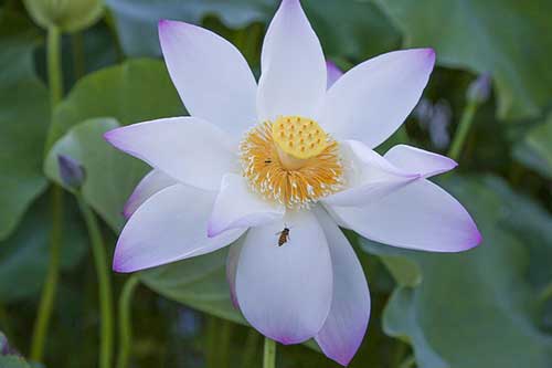 称赞春天的句子