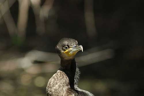恐惧不安的心情的句子