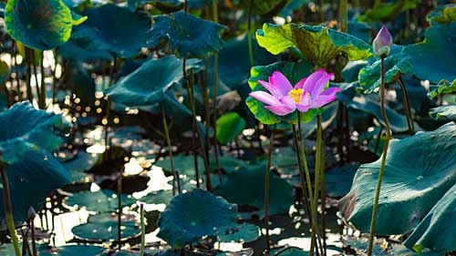 拼命工作的句子