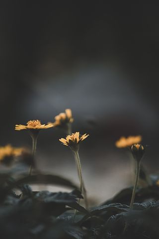 讲青春的诗句