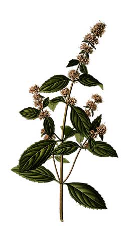 夸奖别人工作能力强的话