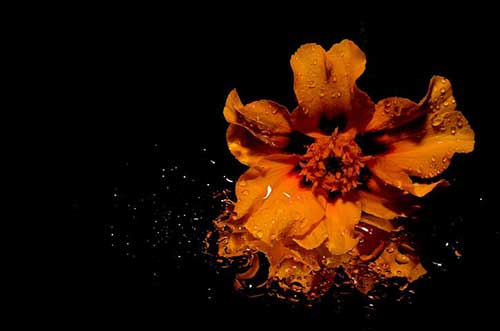 关于孑然一身的古风句子