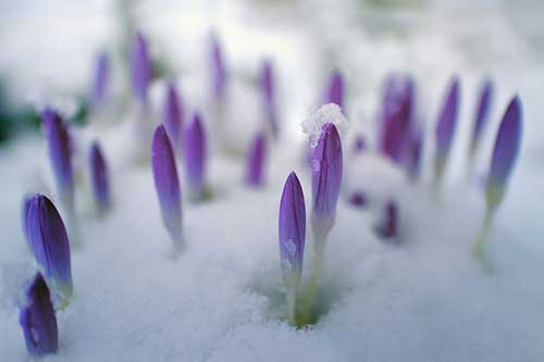 梅花雪花的诗句