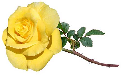 工作中表决心的话语