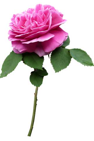 感悟心灵的句子