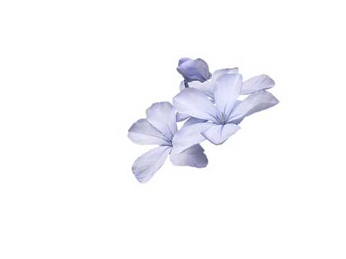 工作用心的句子