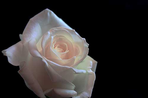 关于二十岁的诗句