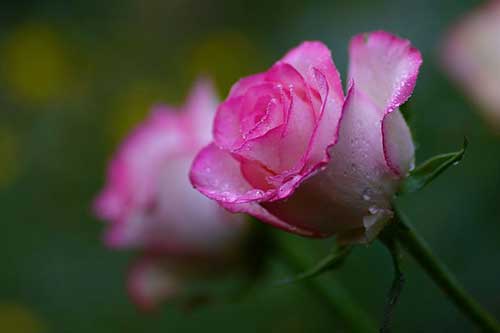 班级群感谢家长的话语简短