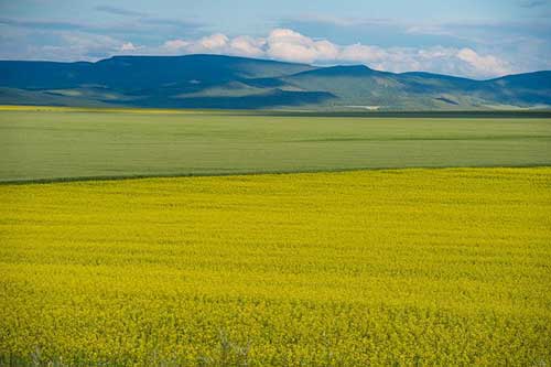 感恩医生的句子15字