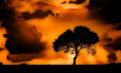 关于格桑花的诗句