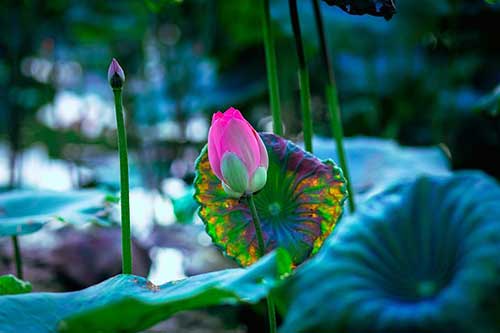 父母的语言读书感悟