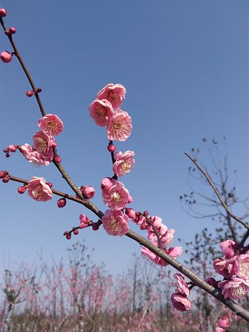 感恩瑜伽的句子