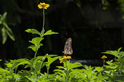 感恩亲人的句子