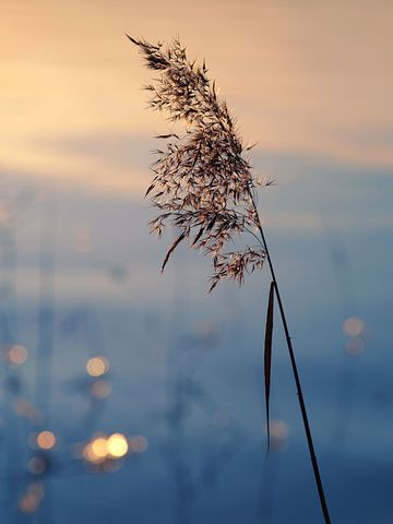 白莲花语录大全和潜台词