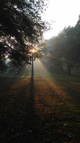 感恩花草树木的话语