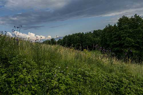 工作认真负责的句子